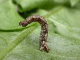 Attēlu rezultāti vaicājumam “Idaea straminata”
