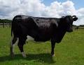 Shetland Cows - 
 Cow breeder E ...