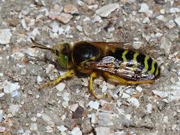 Attēlu rezultāti vaicājumam “Bembix rostrata”