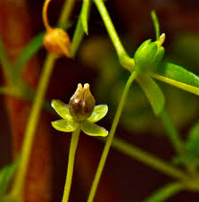 Attēlu rezultāti vaicājumam “Sagina procumbens flower”
