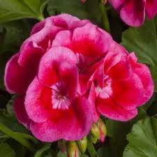 Attēlu rezultāti vaicājumam “Calliergon megalophyllum”