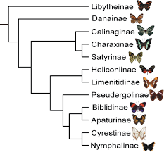 Attēlu rezultāti vaicājumam “Nymphalidae”