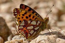 Attēlu rezultāti vaicājumam “Issoria lathonia upperside”