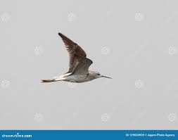 Attēlu rezultāti vaicājumam “Tringa stagnatilis adult”