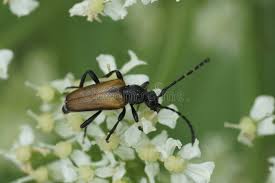 Attēlu rezultāti vaicājumam “Paracorymbia maculicornis imago”