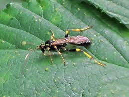 Attēlu rezultāti vaicājumam “Ichneumonidae imago”