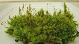 Attēlu rezultāti vaicājumam “Racomitrium canescens”