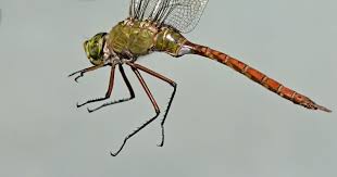 Attēlu rezultāti vaicājumam “Aeshnidae”