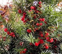 Attēlu rezultāti vaicājumam “Taxus baccata fruit”