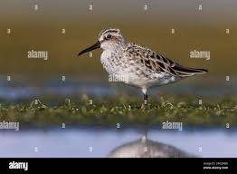 Attēlu rezultāti vaicājumam “Calidris falcinellus adult”