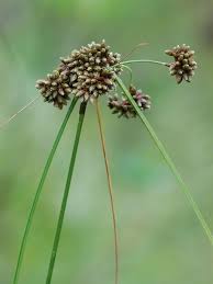 Attēlu rezultāti vaicājumam “Scirpus sylvaticus bud”