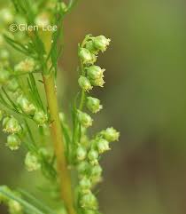 Attēlu rezultāti vaicājumam “Artemisia campestris bud”