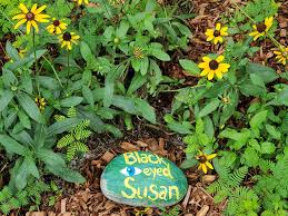 Attēlu rezultāti vaicājumam “Rudbeckia hirta var. hirta flower”