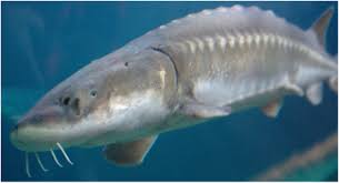 Image result for Acipenser transmontanus