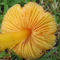 Attēlu rezultāti vaicājumam “Hygrocybe acutoconica”