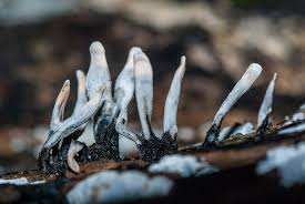 Attēlu rezultāti vaicājumam “Xylaria”