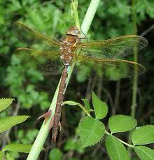 Attēlu rezultāti vaicājumam “Aeshna grandis”