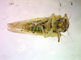 Attēlu rezultāti vaicājumam “Macrosteles sp.”