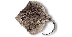 Image result for Raja polystigma