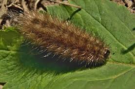 Attēlu rezultāti vaicājumam “Diaphora mendica”