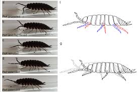 Attēlu rezultāti vaicājumam “Porcellio scaber”