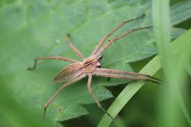 Attēlu rezultāti vaicājumam “Agelenidae”