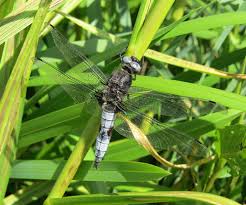 Attēlu rezultāti vaicājumam “Libellula fulva male”
