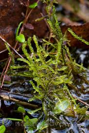 Attēlu rezultāti vaicājumam “Hamatocaulis vernicosus”