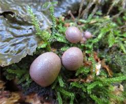 Attēlu rezultāti vaicājumam “Lycogala fuscoolearium sessile”