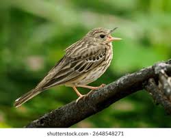 Attēlu rezultāti vaicājumam “Anthus trivialis”