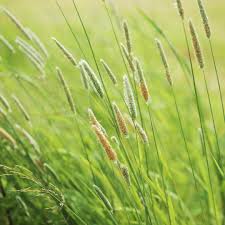 Attēlu rezultāti vaicājumam “Alopecurus pratensis fruit”