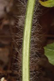 Attēlu rezultāti vaicājumam “Citrullus lanatus leaf”