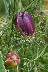 Image result for Nigella damascena