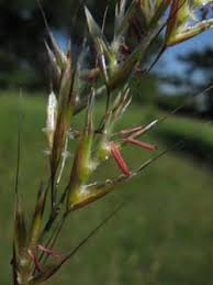 Attēlu rezultāti vaicājumam “Helictotrichon pratense”