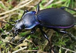 Attēlu rezultāti vaicājumam “Carabus violaceus”