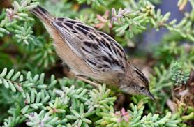 Image result for Cisticola juncidis