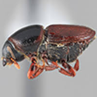 Attēlu rezultāti vaicājumam “Scolytus scolytus, Scolytus multistriatus”