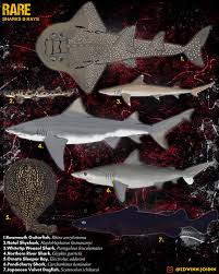 Image result for Paragaleus pectoralis