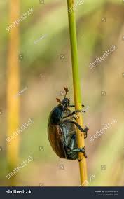 Attēlu rezultāti vaicājumam “Anomala dubia”