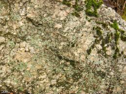 Attēlu rezultāti vaicājumam “Trapelia coarctata”