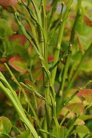 Attēlu rezultāti vaicājumam “Vaccinium myrtillus leaf”