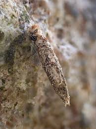 Attēlu rezultāti vaicājumam “Taleporia tubulosa”