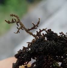 Attēlu rezultāti vaicājumam “Frullania fragilifolia”