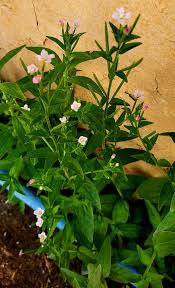 Attēlu rezultāti vaicājumam “Epilobium parviflorum”