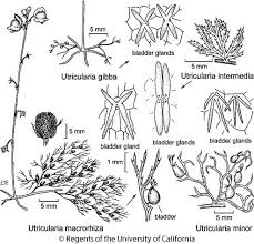 Image result for Utricularia