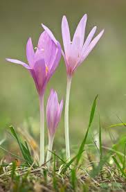 Attēlu rezultāti vaicājumam “Colchicum autumnale flower”