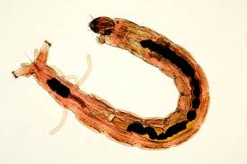 Attēlu rezultāti vaicājumam “Chironomidae larvae”