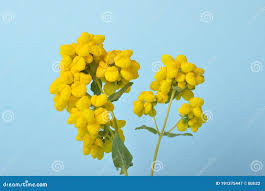 Image result for Calceolaria integrifolia