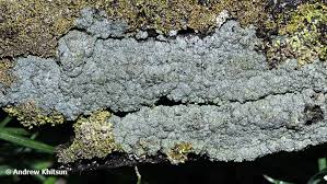 Attēlu rezultāti vaicājumam “Trapeliopsis granulosa”