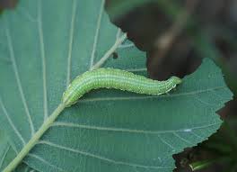 Attēlu rezultāti vaicājumam “Odontosia carmelita”